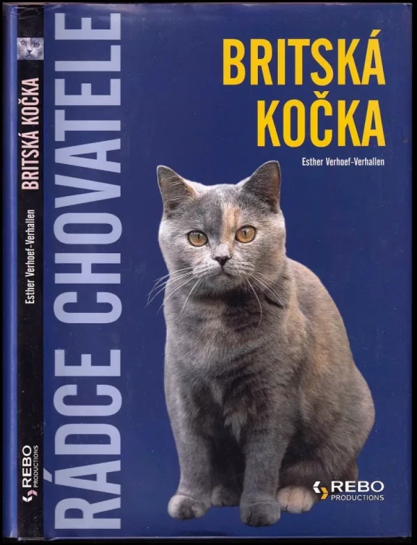 Britská kočka
