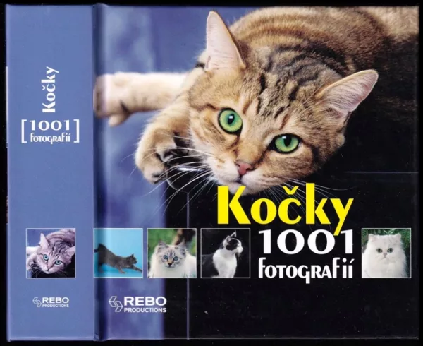 Kočky