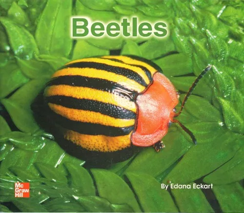 Beetles [big book]