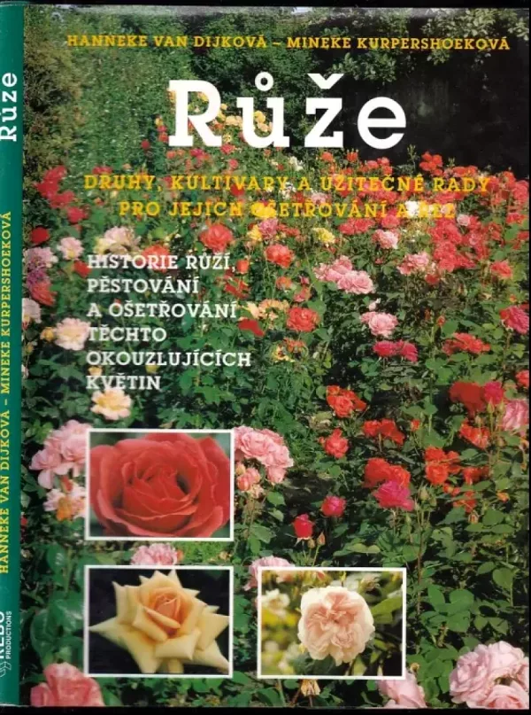 Růže