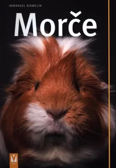 Morče
