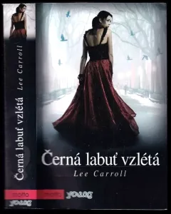 Černá labuť vzlétá