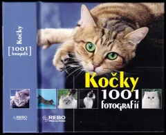 Kočky