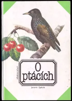 O ptácích
