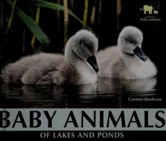 Baby animals of lakes and ponds