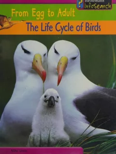 The life cycle of birds