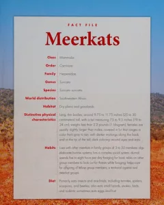 Meerkats
