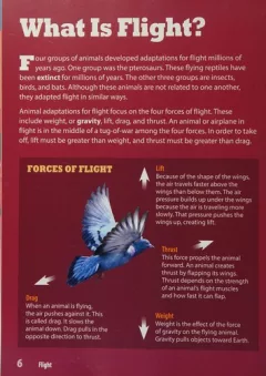 Flight