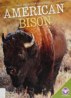 American Bison (Back from Near Extinction)