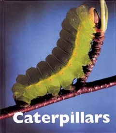 Caterpillars