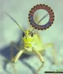 Grasshoppers