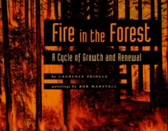 Fire in the forest