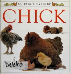 Chick