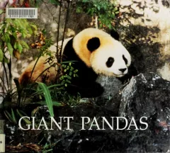 Giant pandas