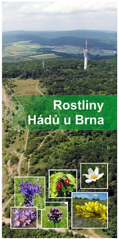 Rostliny Hádů u Brna